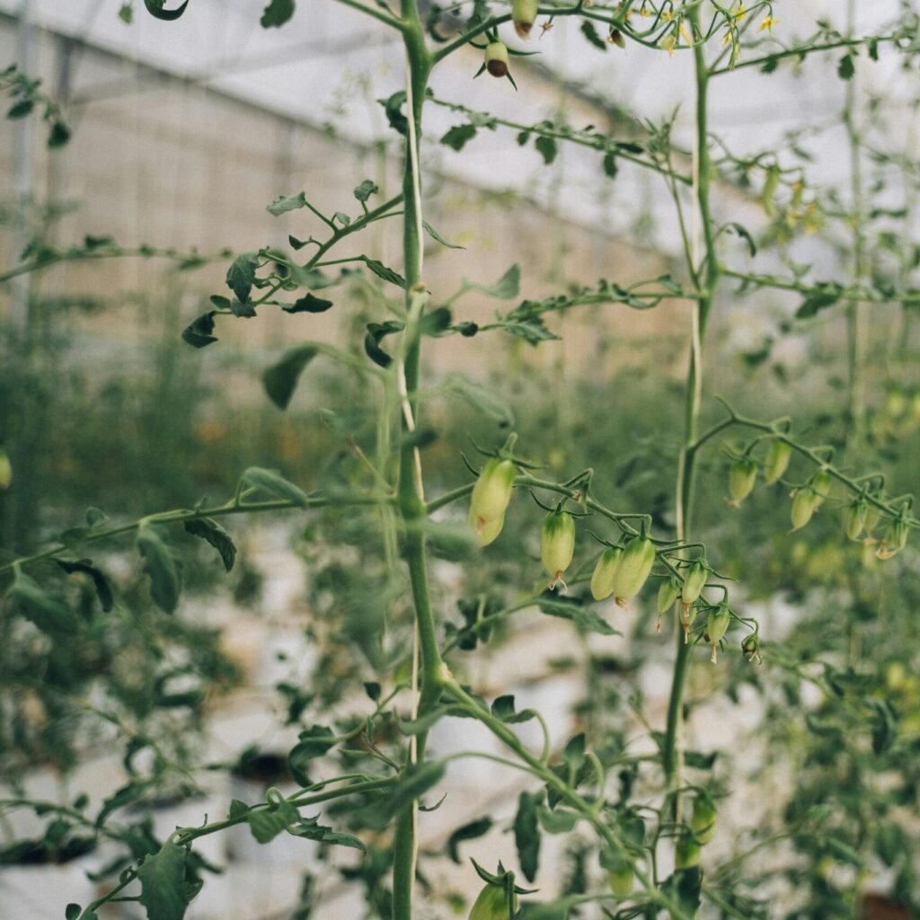 αγορά φιλμ θερμοκηπίου