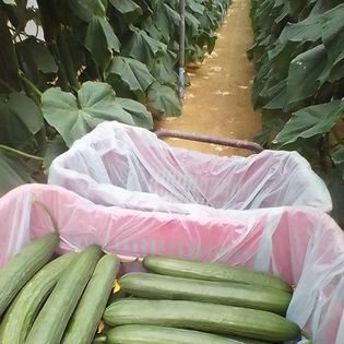 ;Aruro: Θερμοκηπιακή γεωργία - Η Ελλάδα έχει μείνει 20 χρόνια πίσω