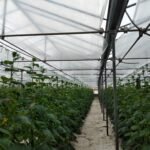 Agro4 Tuv Adam 4 χρόνια 180 mic