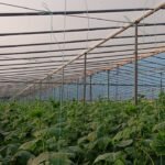 Reytec plus ad am 7-Layers 4 season