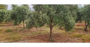 Άρθρο: Θέλεις υψηλή ποιότητα ελαιόλαδου? Μάθε πως!