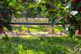 στάγδην άρδευση καλλιέργειας