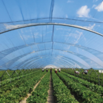 Reyberry  7-Layers Φιλμ Κάλυψης Θερμοκηπίου Reyenvas 150 Micron | Για Φράουλες | 3 seasons 3000ppm S-Αντοχή