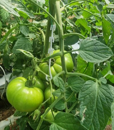 Συγκρατεί τον σταυρό ώστε να μην έχουμε σπασίματα του σταυρού και να χάνονται τομάτες