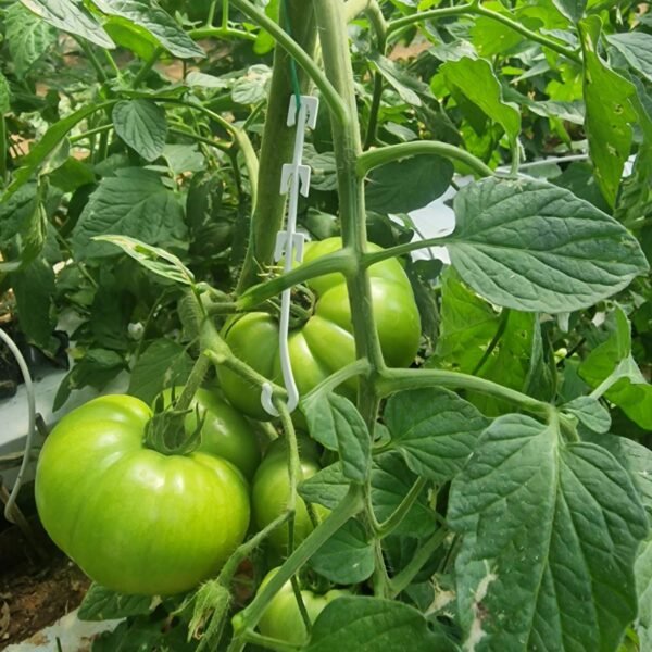 Συγκρατεί τον σταυρό ώστε να μην έχουμε σπασίματα του σταυρού και να χάνονται τομάτες