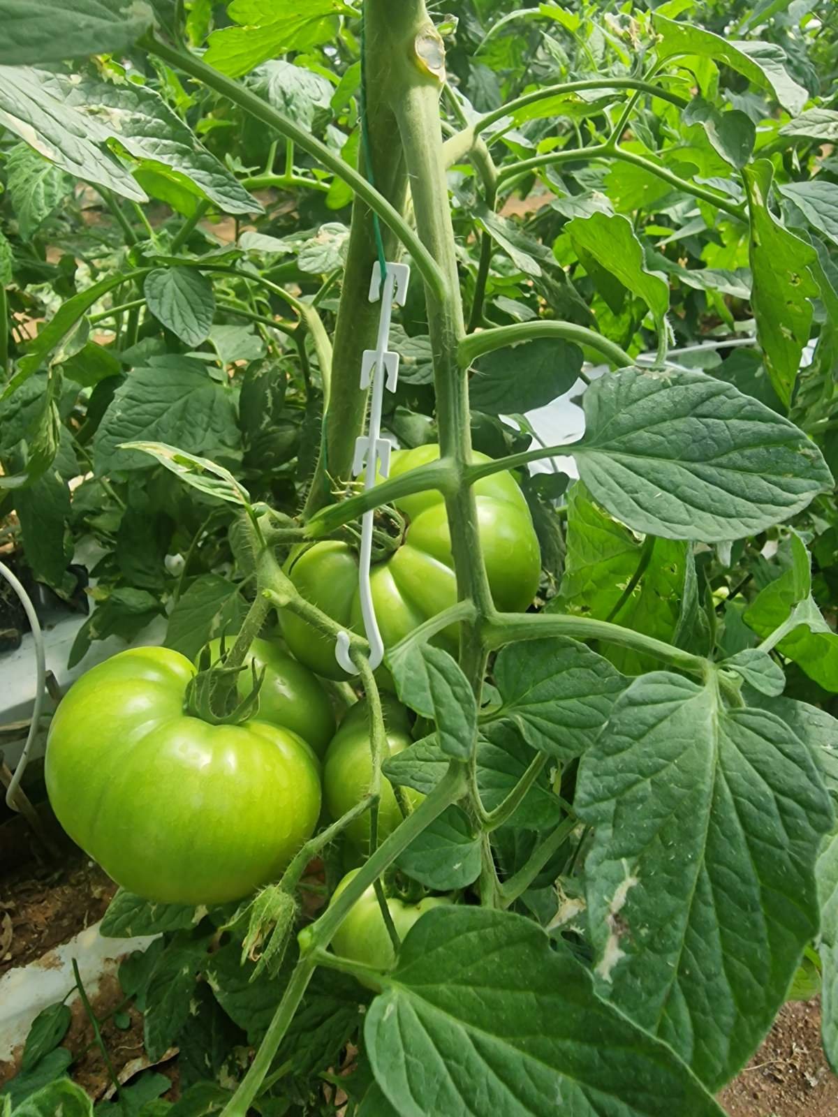 άγκιστρο ταξιανθίας Συγκρατεί τον σταυρό ώστε να μην έχουμε σπασίματα του σταυρού και να χάνονται τομάτες